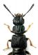Anotylus M2.jpg