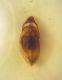 Anotylus M edeago dorsale.JPG