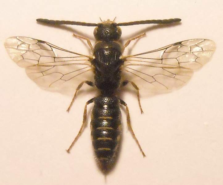 Tiphiidae (2) 005 A.jpg