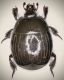 Margarinotus striola (Sahlberg, 1819) 6mm 07.06.13 Northeim.jpg