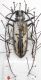 Batocera malletti.jpg