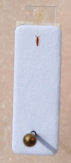 Thinobius (Platyderothinophilus) delicatulus KRAATZ,  1858.JPG