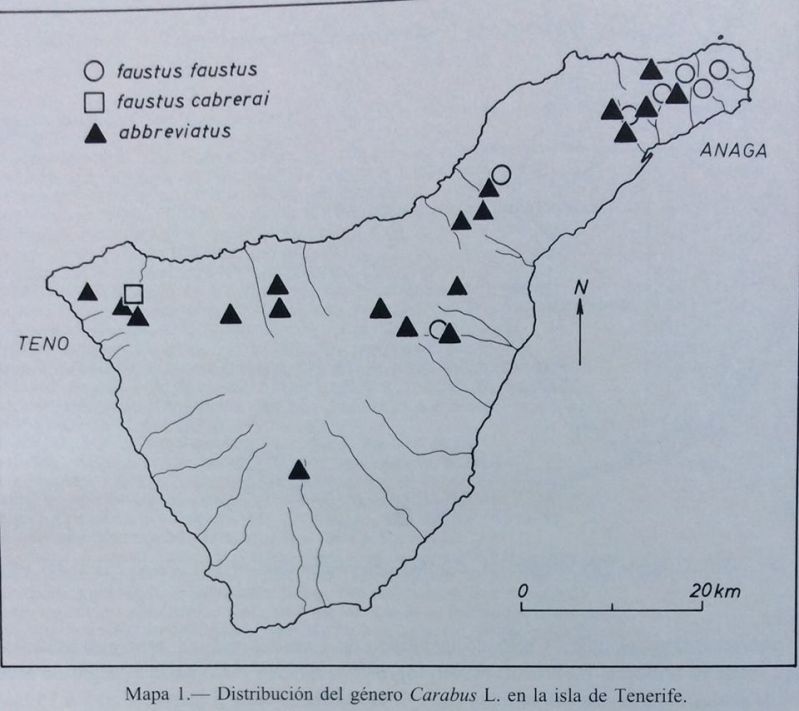 carabus-tenerife.jpg