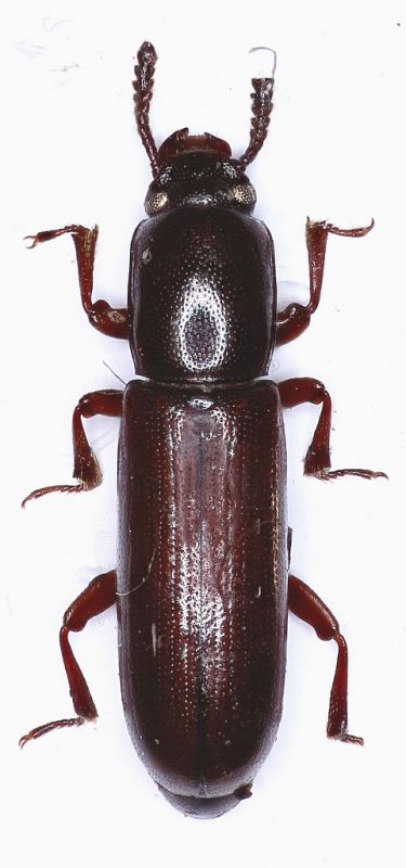 Corticeus unicolor (Piller&M)7mm 28.04.13 Northeim лиственный лес(51°46'18.6N 9°58'31.6E).jpg