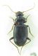 Carabidae sp. 9,5mm 19-11-2015 Ev.jpg
