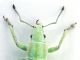 Epiphanops persicus1small.jpg