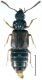Omalium caesum Gravenhorst, 1806.jpg