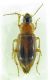 Carabidae sp. 8mm 03-09-15 Urla Ev.jpg