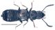 Platystethus nodifrons Mannerheim, 1831.jpg
