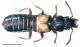 Platystethus cornutus (Gravenhorst, 1802).jpg