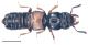 Platystethus arenarius (Fourcroy, 1785).jpg