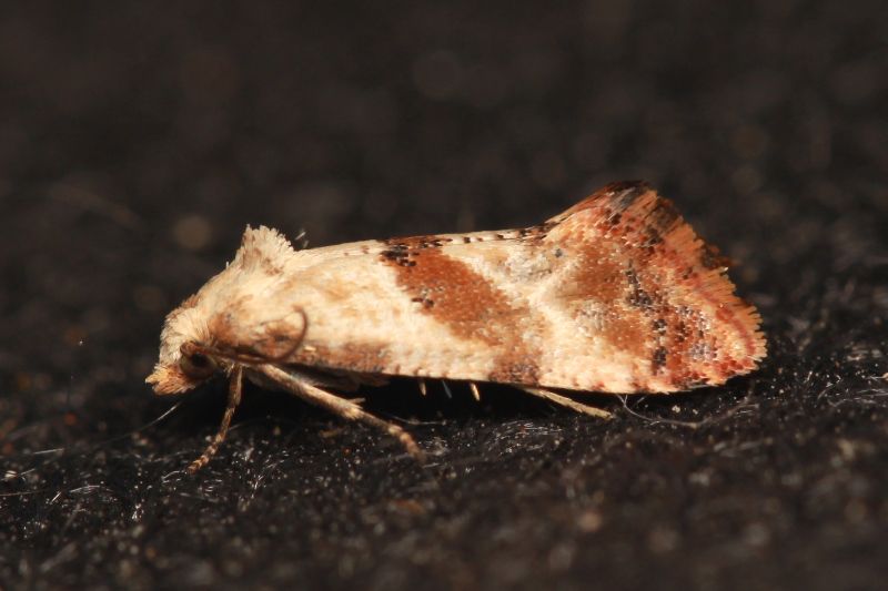 Cochylis epilinana3.JPG