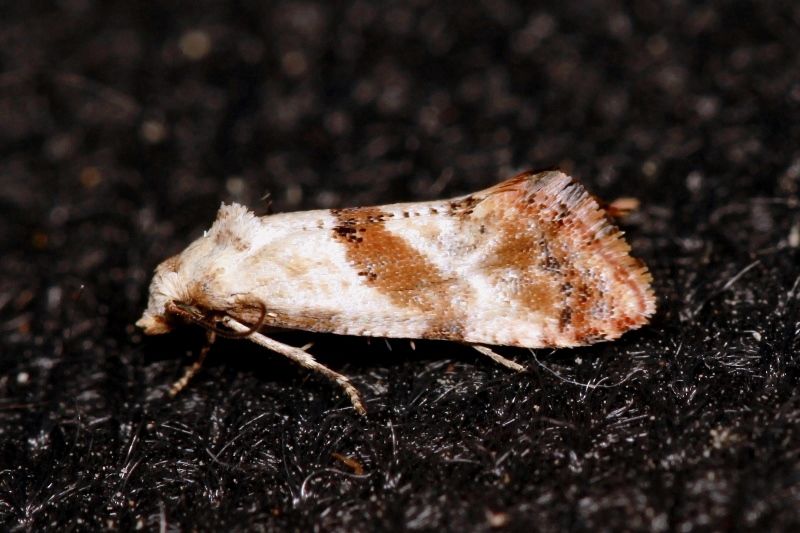 Cochylis epilinana2.JPG