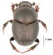 Onthophagus-1.jpg