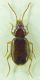 Carabidae sp. 5mm 13-02-2016 Ev.jpg