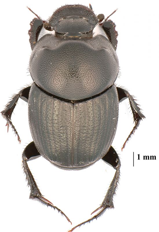 Onthophagus-2.jpg