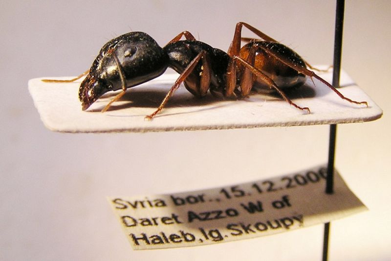 Camponotus.JPG