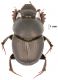 Onthophagus-4.jpg