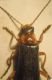 Cantharis 004 A.jpg