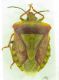Carpocoris sp dişi.jpg