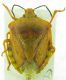 Carpocoris sp erkek.jpg