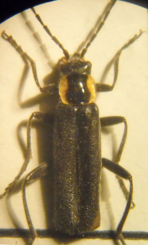 Cantharis (4) 009 A.jpg