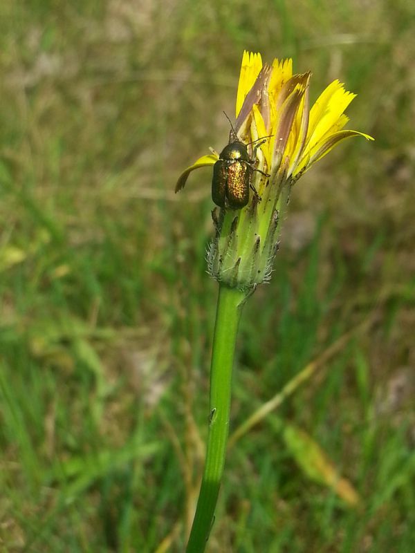 Cryptocephalus aureolus (Suffrian, 1847).jpg