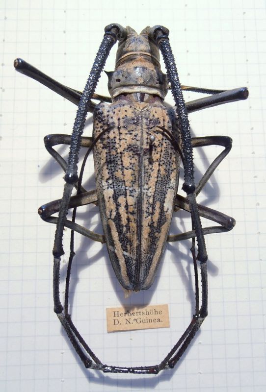 Batocera browni 2.jpg