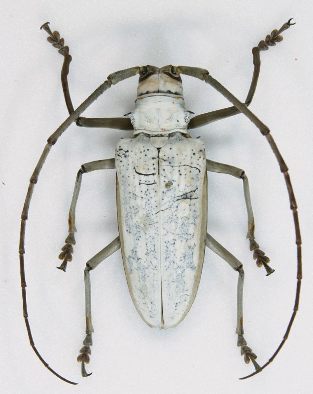 Batocera kibleri Guadalcanal f 2.jpg