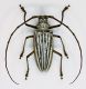 Batocera lamondi f 2.jpg