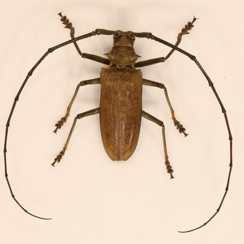 Batocera incospicua m.jpg