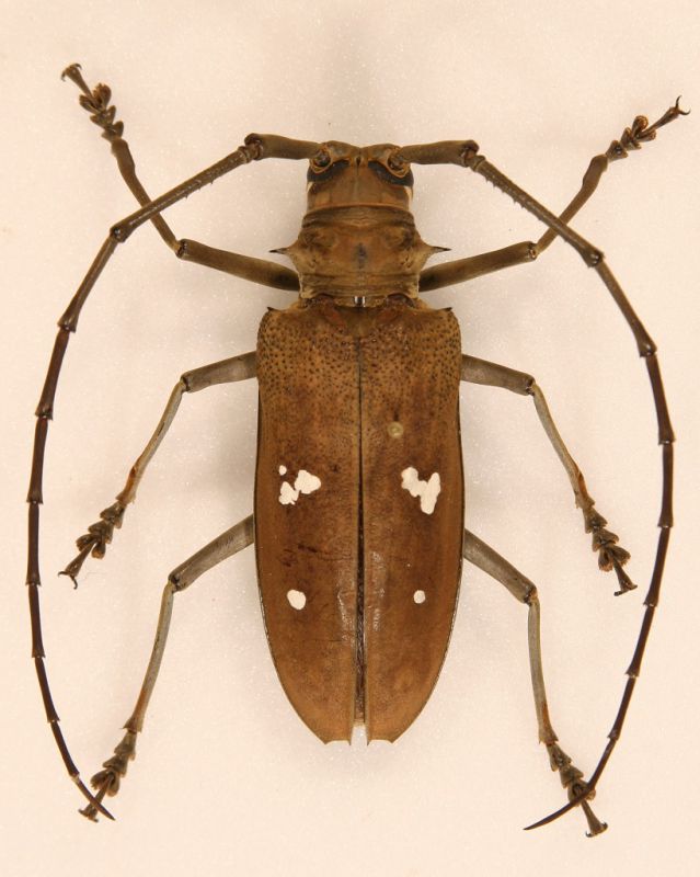 Batocera incospicua var. germanica f.jpg