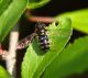 Syrphidae 25 Aprile 2010 041 Visualizzazione Posta elettronica - Rapida.jpg