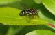 Syrphidae 25 Aprile 2010 038 Visualizzazione Posta elettronica - Rapida.jpg