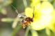 eucera2.jpg