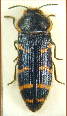 Acmaeodera quadrifasciata.jpg