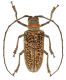 Rosenbergia rufolineata m 2.jpg