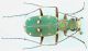 cicindela herbacea.jpg
