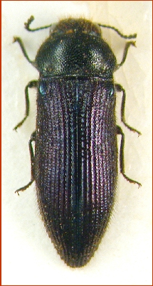 Acmaeodera prunneri.jpg