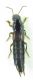 Staphylinidae sp 14 mm 02-05-2015 Ev.jpg
