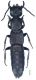 Tasgius (Raycheila) winkleri (Bernhauer, 1906).jpg