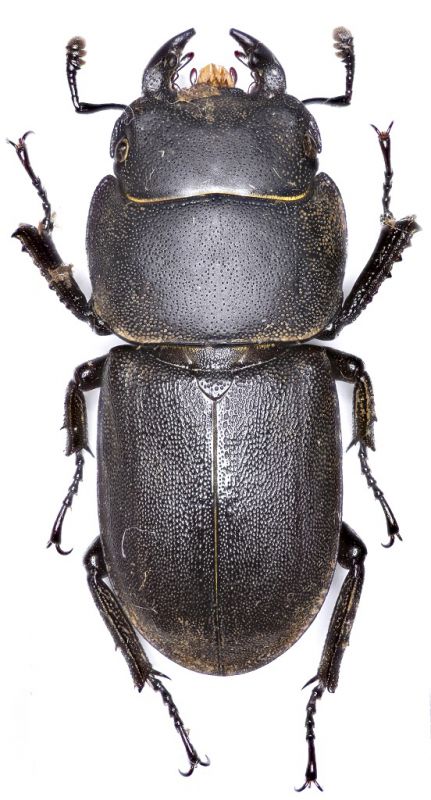 Dorcus parallelipipedus (Linnaeus, 1758) 19mm 15.08.14 Dramalj, Kroatien 45°12'08.8N 14°39'14.4E.jpg