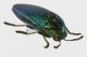 Amblysterna-natalensis-lat_Forum.jpg