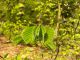 Fagus_sylvatica_leaf_002.jpg