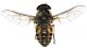 Tabanus autumnalis (Linnaeus, 1761)♀w35mm 02.08.15Bibione, VE, Italia 45°38'34.2N 13°02'19.7E.jpg