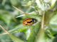 Coccinella-miranda-2.jpg_201634185530_Coccinella-miranda-2.jpg