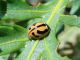 Coccinella-miranda-5.jpg_20163418532_Coccinella-miranda-5.jpg