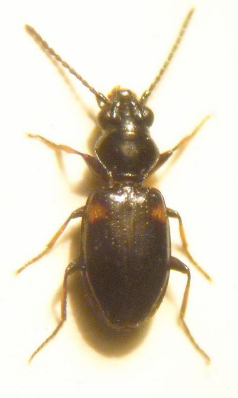 Bembidion 004 A.jpg