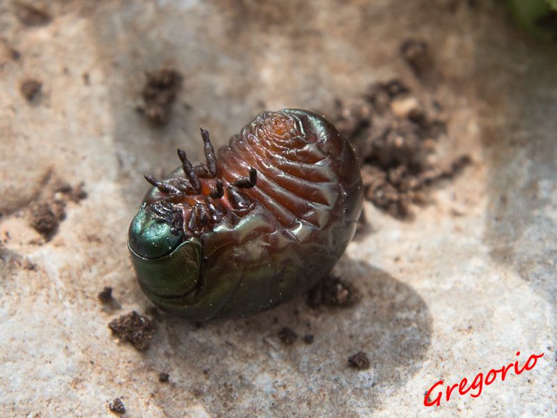 Timarcha pimelioides IMG_9964.jpg