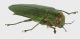 Megactenodes-westermanni_l_Forum.jpg